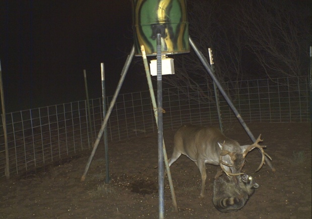A Deer and a raccoon fighting over who gets first dibs on the deer feeder. My money is on the raccoon.